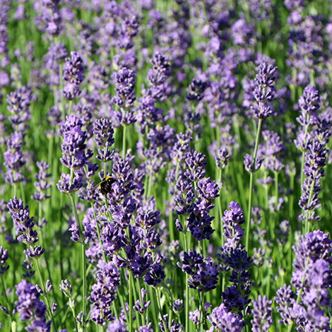 Lavendel ‘Munstead’ – Lavandula angustifolia ‘Munstead’